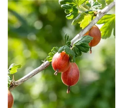 Ribes uva-crispa 'Hinnonmäki', rot