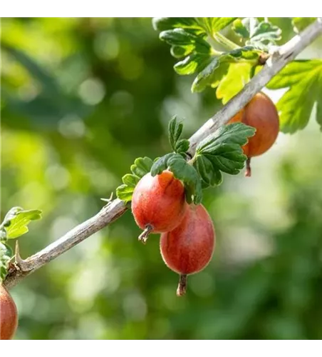 Ribes uva-crispa 'Hinnonmäki', rot