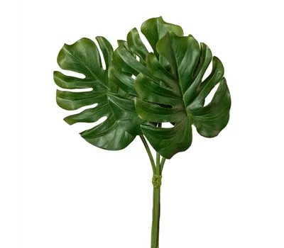 Splitphiloblattbund 30cm