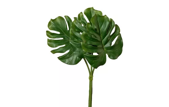 Splitphiloblattbund 30cm Splitphiloblattbund 30cm