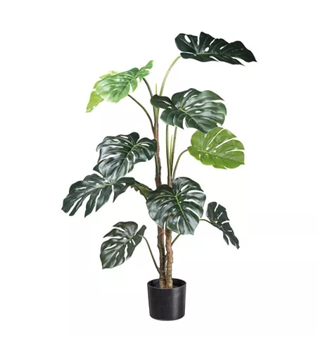 Splitphilodendron 140cm grün Splitphilodendron 140cm grün