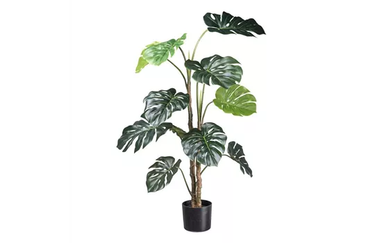 Splitphilodendron 140cm grün Splitphilodendron 140cm grün