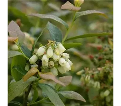 Vaccinium corymbosum 'Pink Lemonade'