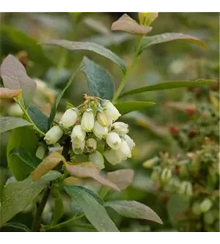 Vaccinium corymbosum 'Pink Lemonade'