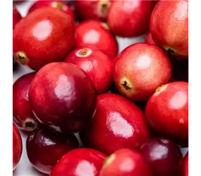Vaccinium macrocarpon