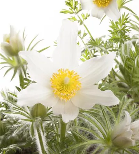 Pulsatilla vulgaris, weiß