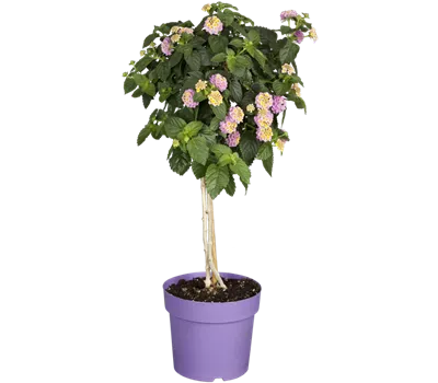 Lantana camara, Stamm, rosa