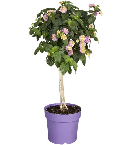 Lantana camara, Stamm, rosa