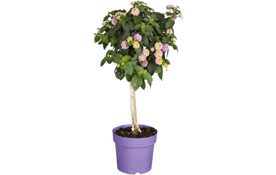 Lantana camara, Stamm, rosa