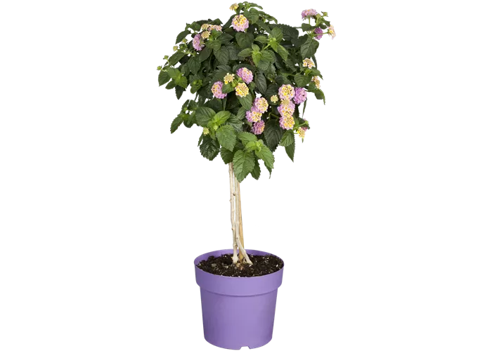 Lantana camara, Stamm, rosa