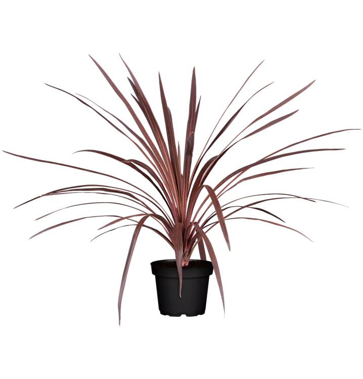 Keulenlilie 'Red Star'