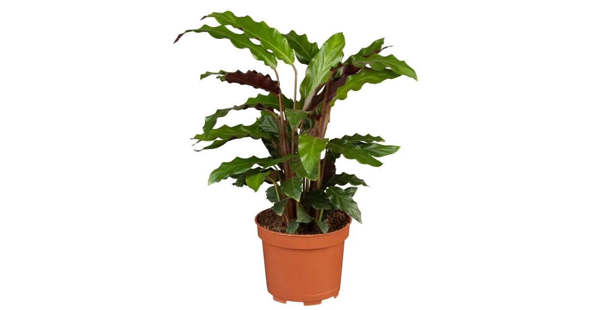 dracaena pflanze gießen Tipps zur Pflege deiner Pflanze : Dracaena Marginata – PflanzenFuerAlle