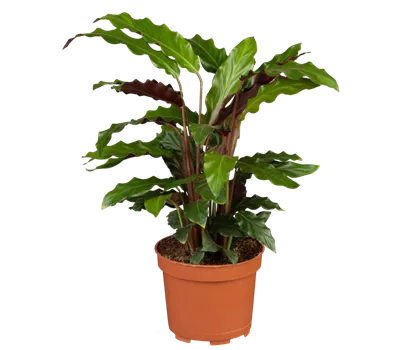 Calathea rufibarba