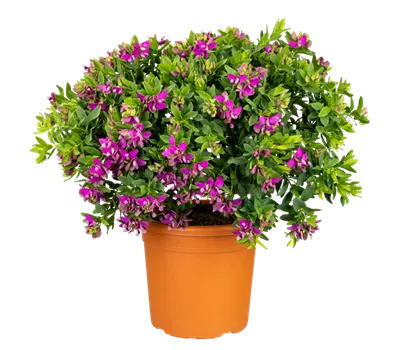 Polygala myrtifolia