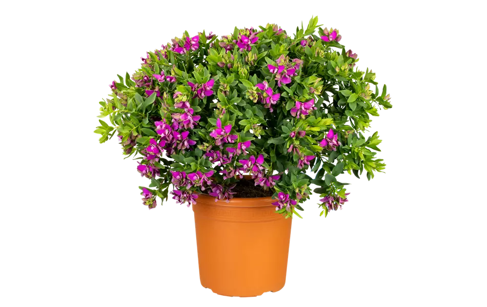 Polygala myrtifolia