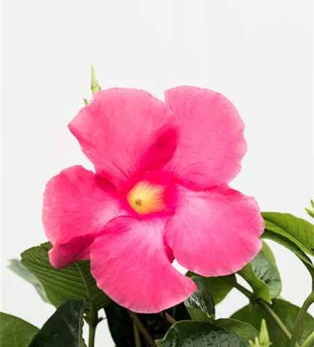Mandevilla x amabilis, Pyramide