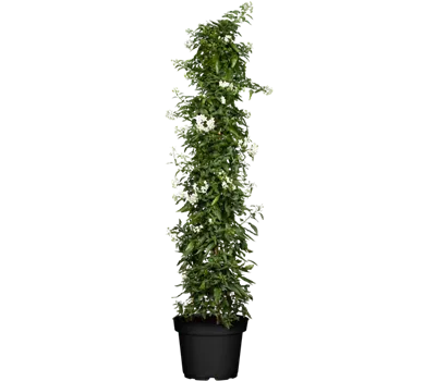 Solanum jasminoides, Pyramide