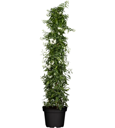 Solanum jasminoides, Pyramide