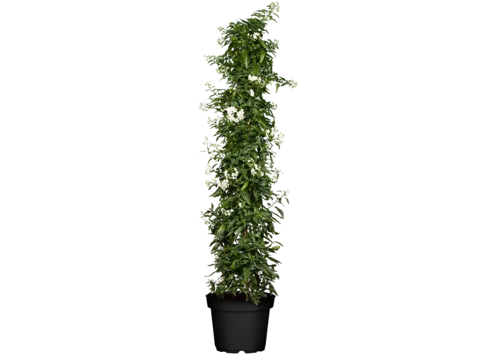 Solanum jasminoides, Pyramide
