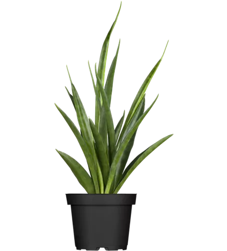 Sansevieria kirkii 'Friends'