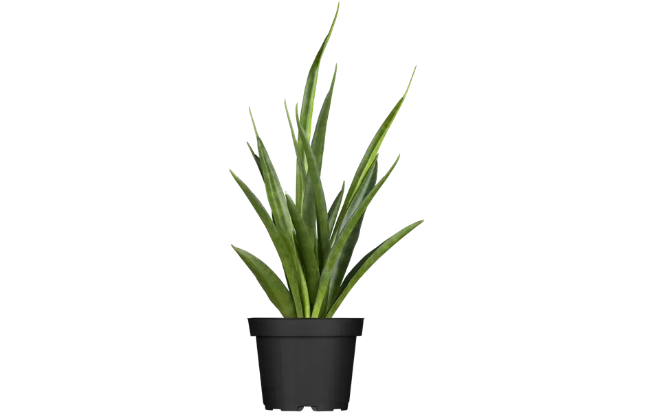 Sansevieria kirkii 'Friends'