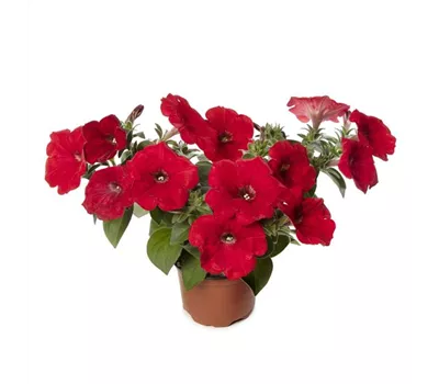 Petunia ´Sanguna Red´