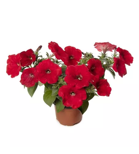 Petunia ´Sanguna Red´