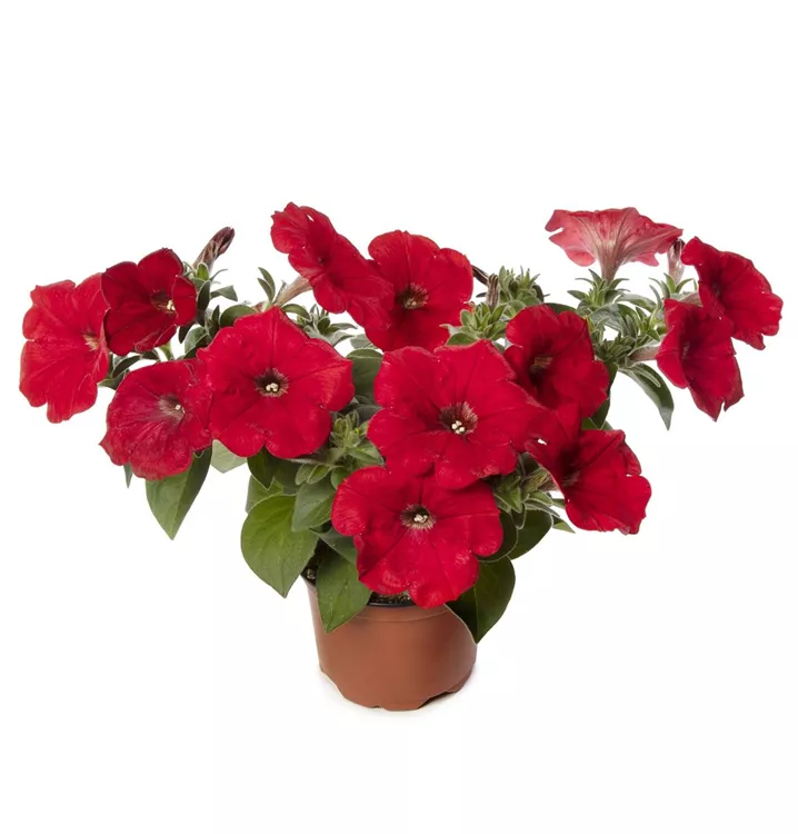 Petunie rot