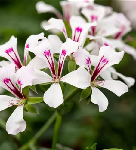 Pelargonium peltatum 'sel® Glacier White'