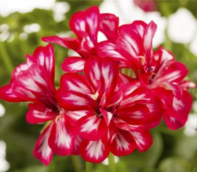 Pelargonium peltatum 'Royal® Sweet Candy'
