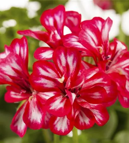 Pelargonium peltatum 'Royal® Sweet Candy'