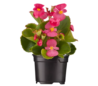 Begonia semperflorens, rosa