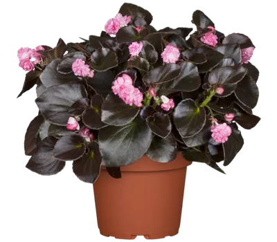 Begonia semperflorens 'Doublet® Pink'