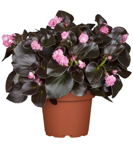 Begonia semperflorens 'Doublet® Pink'