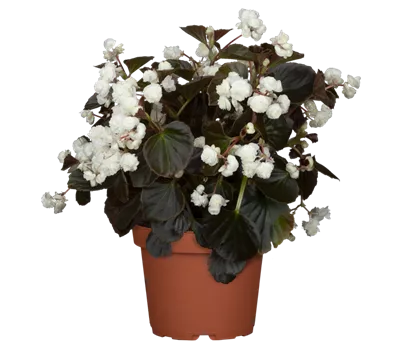 Begonia semperflorens 'Doublet® White'