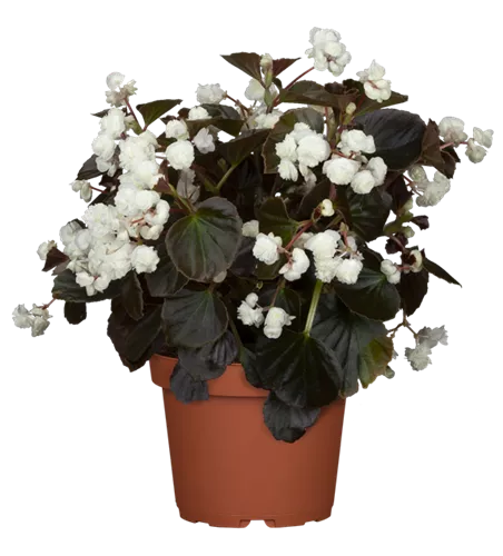 Begonia semperflorens 'Doublet® White'