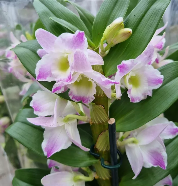 Dendrobie 'Kumiko'