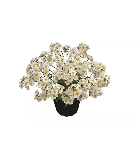 Nemesia SUNSATIA™ PLUS 'Little Coco'