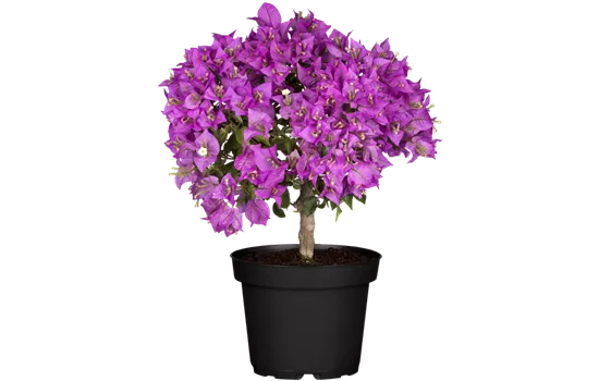 Bougainvillea, Stamm, violett
