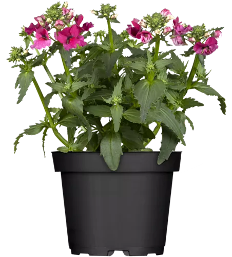 Nemesia SUNSATIA™ PLUS 'Ciruela Improved'