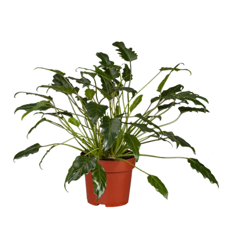 Philodendron bipinnatifidum 'Xanadu'