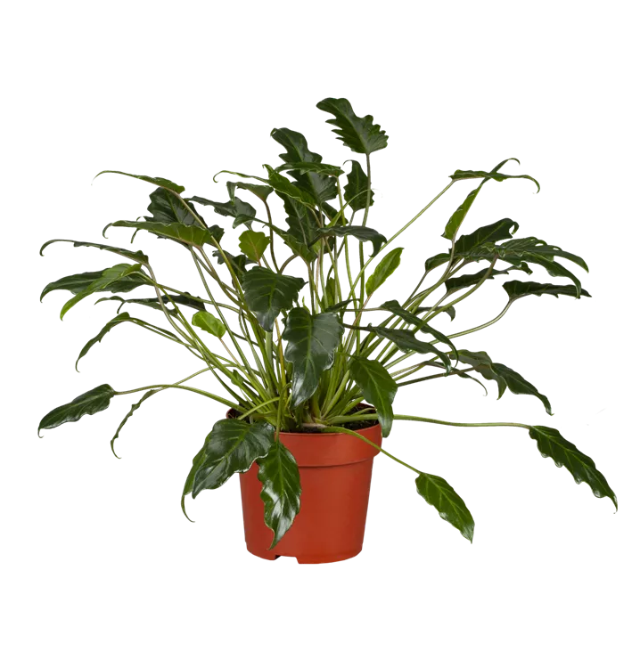 Philodendron 'Xanadu'