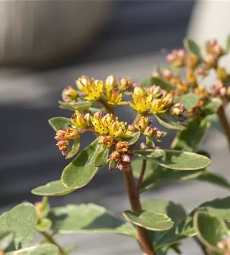 Sedum kamtschaticum 'Variegatum'