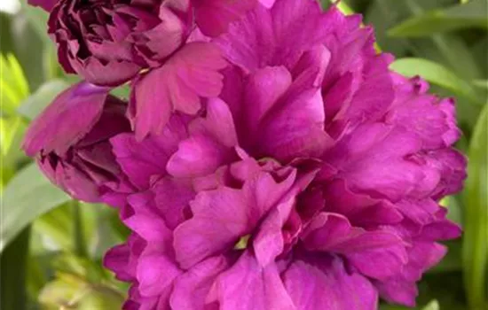 Dianthus caryophyllus 'Colores® Beso'