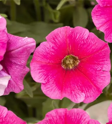 Petunia SURFINIA™ 'Hot Pink 05'