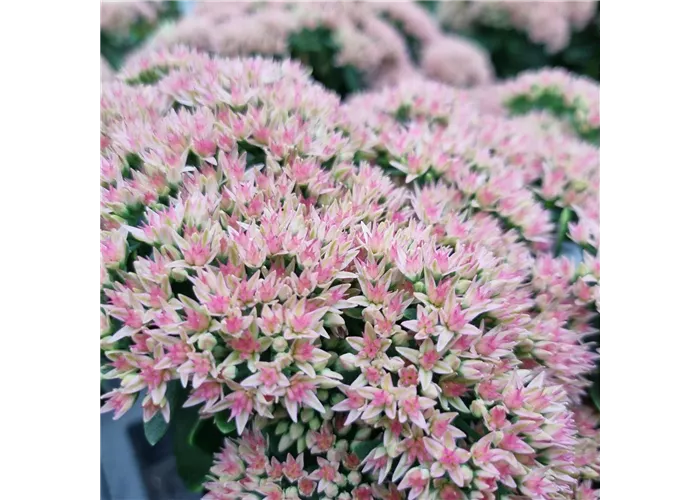 Sedum telephium 'Herbstfreude'
