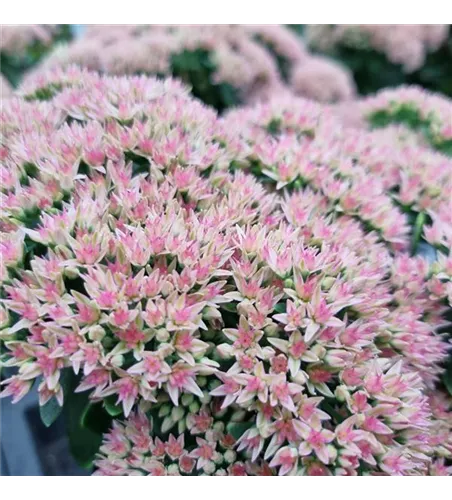 Sedum telephium 'Herbstfreude'