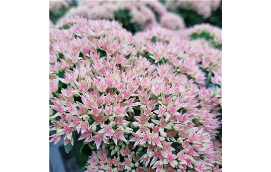 Sedum telephium 'Herbstfreude' Sedum telephium 'Herbstfreude'