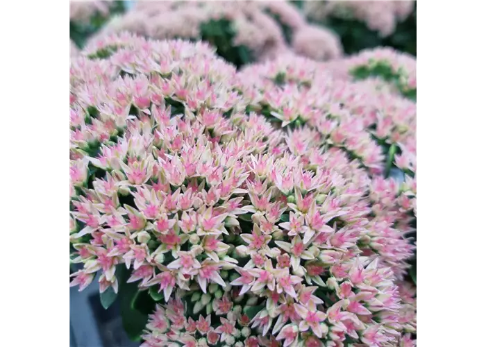 Sedum telephium 'Herbstfreude'