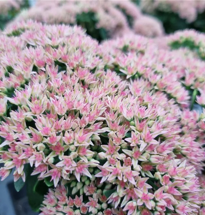 Großes Garten-Fettblatt 'Herbstfreude'